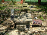 Cmentarz wojenny w Iwaniskach;fot.aut. Agastasiak, udostępnione na commons.wikimedia.org 13.09.2012 na licencji Creative Commons