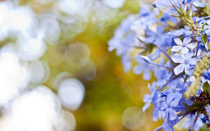 Kwiaty w sarkofagu wartym 100 000 funtów